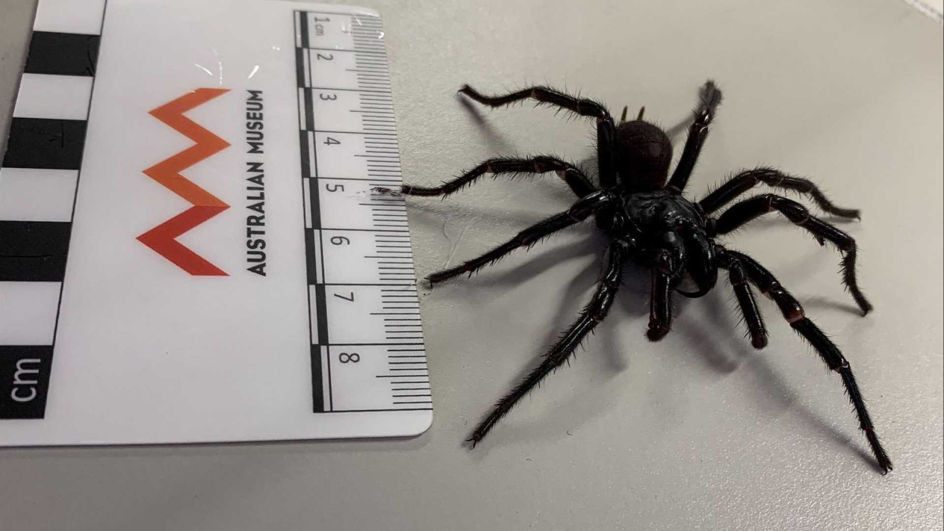 Atrax Christenseni Funnel Web Spider Australia