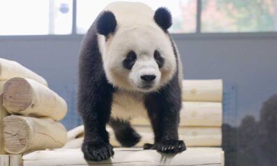 Bao Li And Qing Bao Pandas At National Zoo