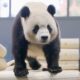 Bao Li And Qing Bao Pandas At National Zoo