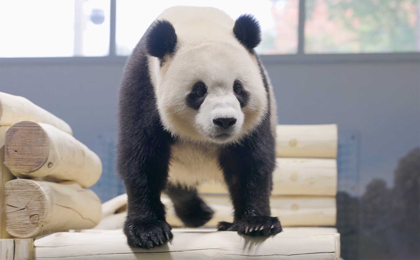 Bao Li And Qing Bao Pandas At National Zoo