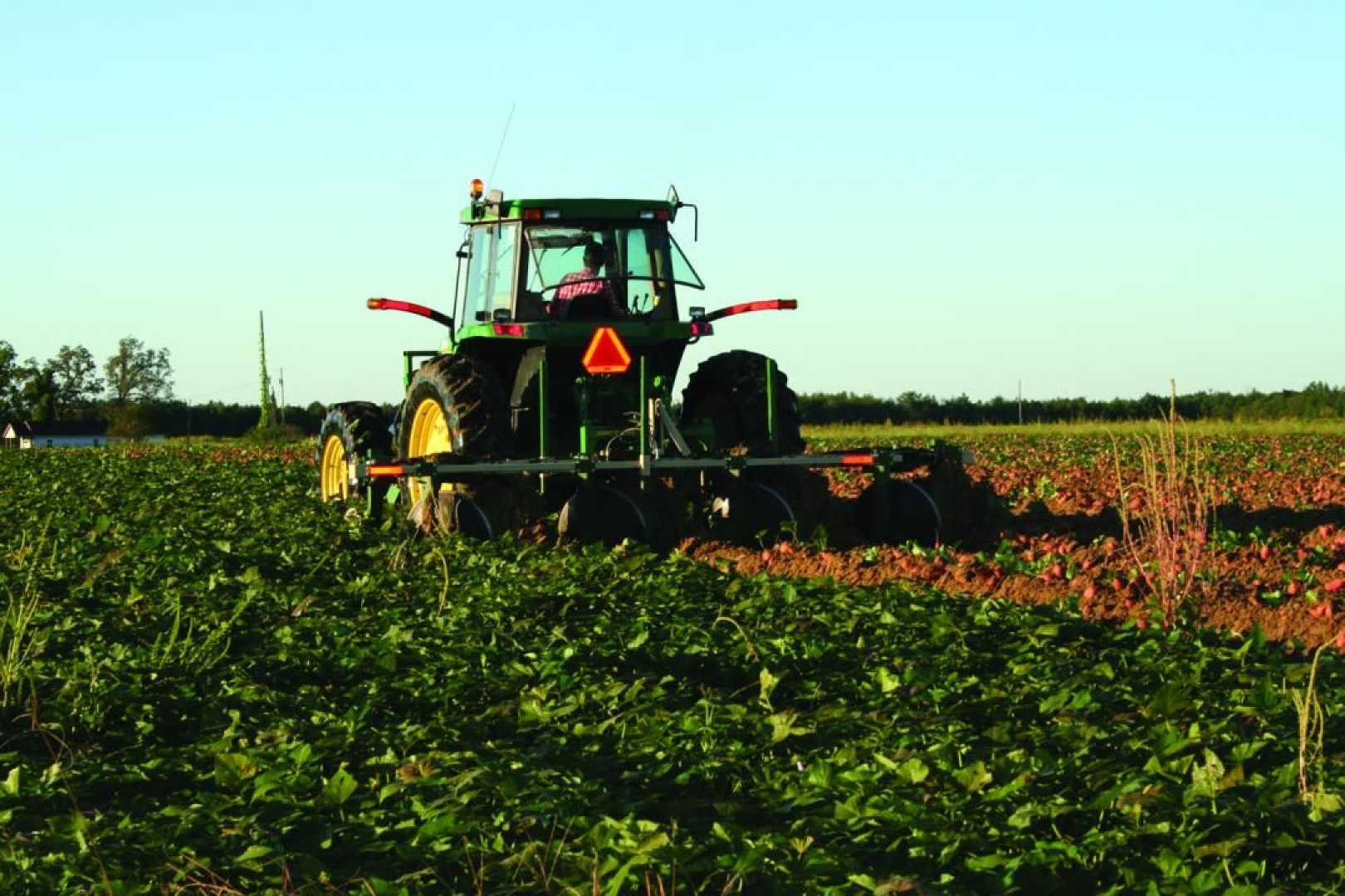 Barnes Family Farms Sweet Potato Fields North Carolina