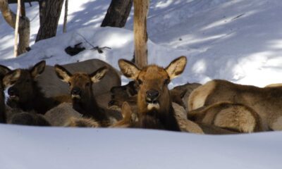 Bullwhacker Elk Feed Site Ketchum Idaho