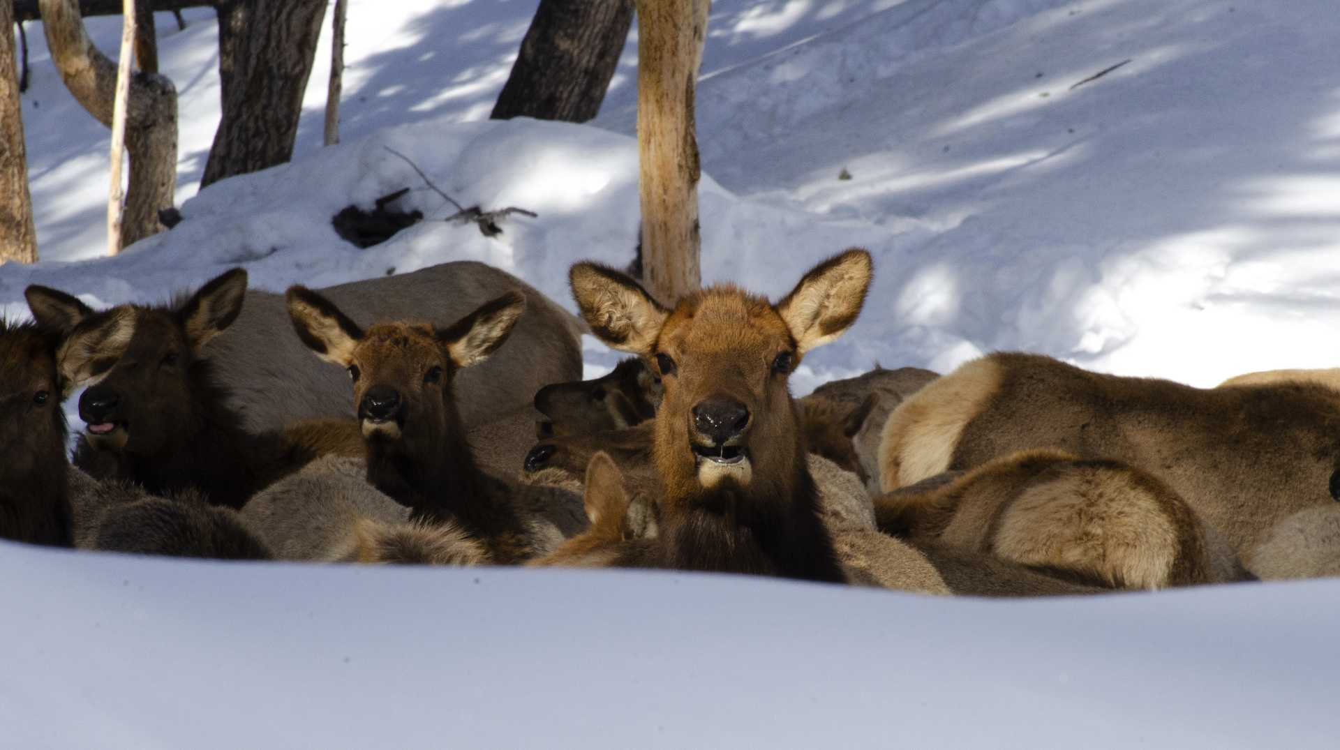 Bullwhacker Elk Feed Site Ketchum Idaho