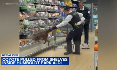 Coyote In Grocery Store Chicago Aldi