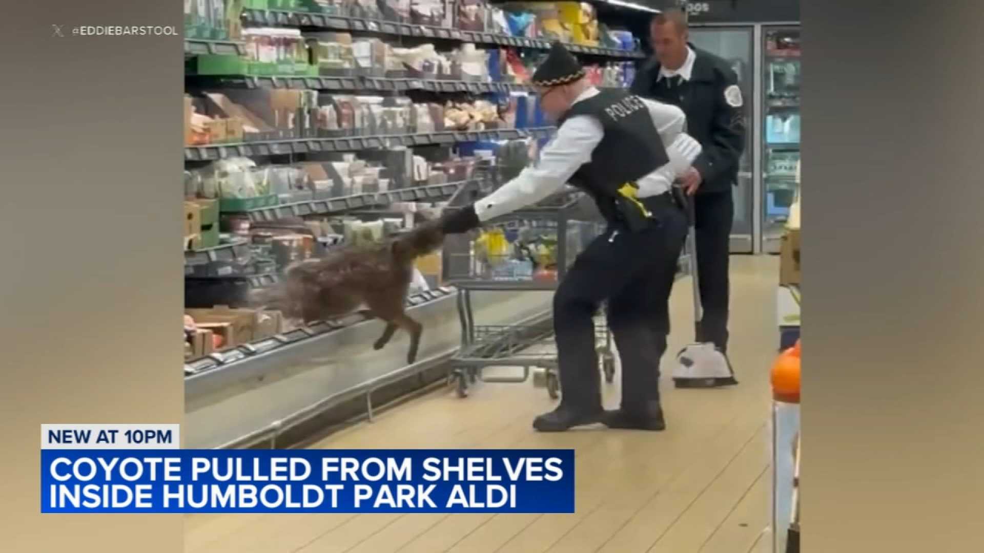 Coyote In Grocery Store Chicago Aldi