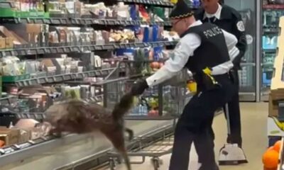 Coyote In Grocery Store Refrigerated Section