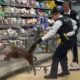 Coyote In Grocery Store Refrigerated Section