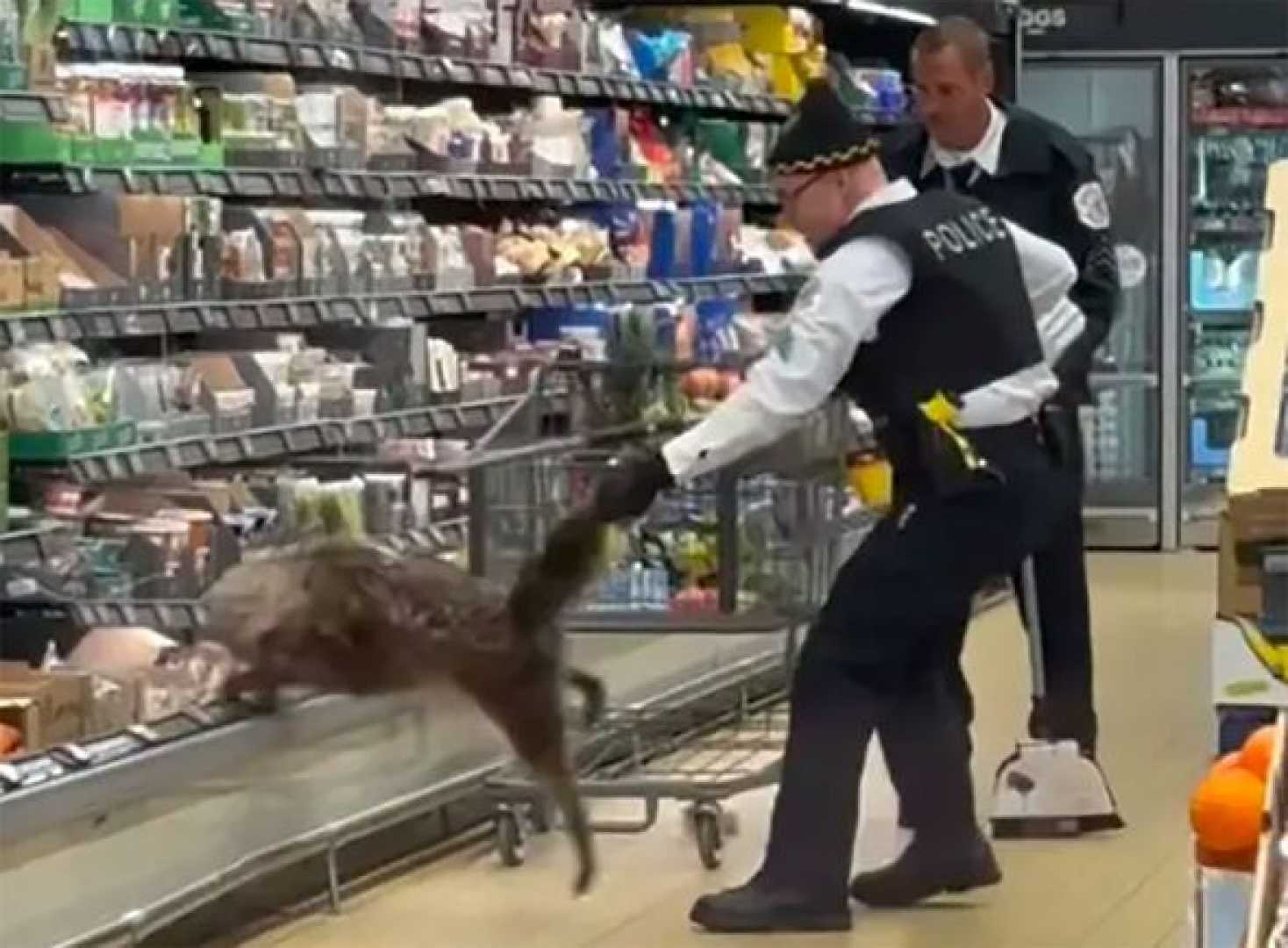 Coyote In Grocery Store Refrigerated Section