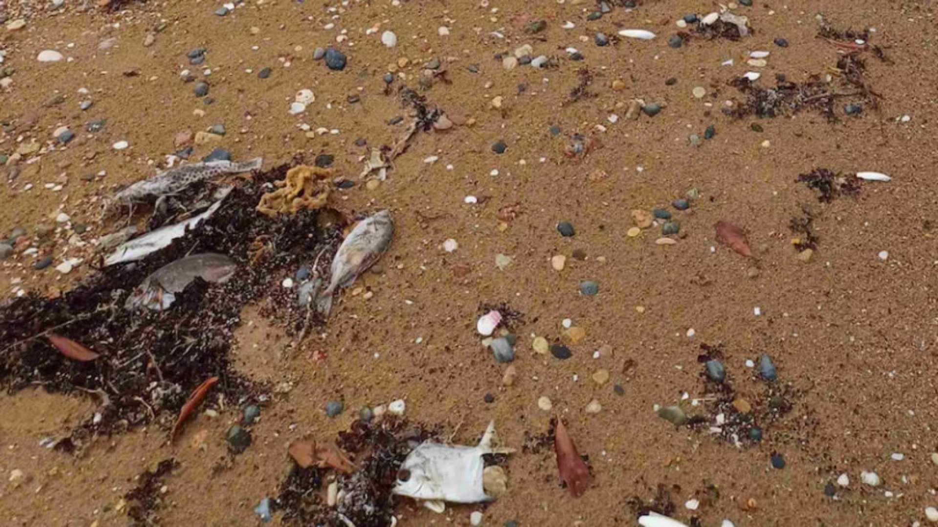 Dead Fish On Pilbara Coast Western Australia