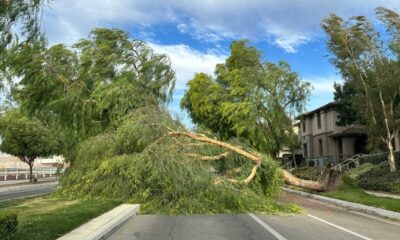 Downed Trees And Power Lines In Chino Valley