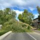 Downed Trees And Power Lines In Chino Valley