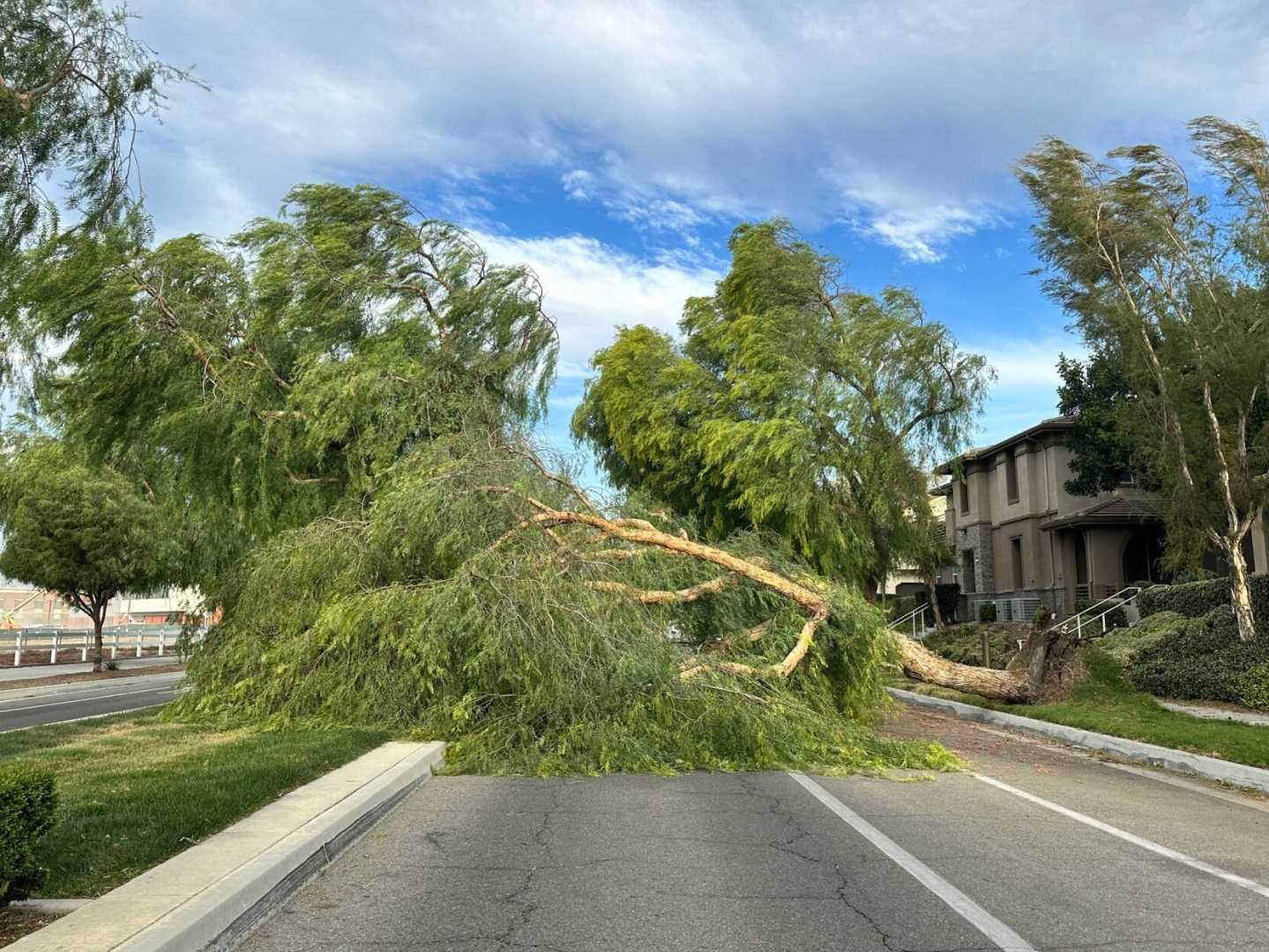 Downed Trees And Power Lines In Chino Valley