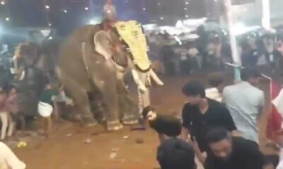 Elephant Attack Kerala Festival Malappuram