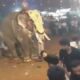 Elephant Attack Kerala Festival Malappuram