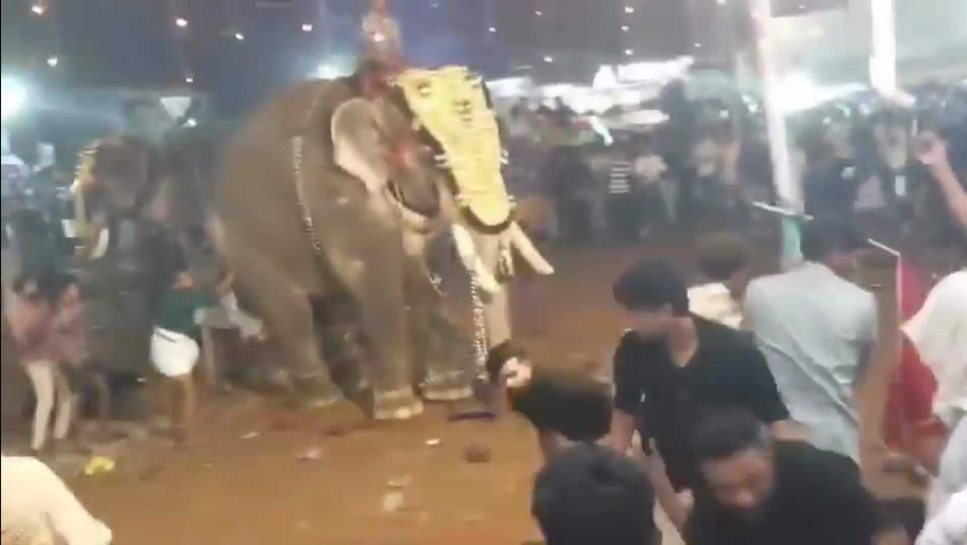 Elephant Attack Kerala Festival Malappuram