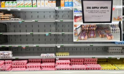 Empty Grocery Store Egg Section Avian Flu