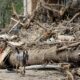 Fema Aid California Wildfire North Carolina Hurricane