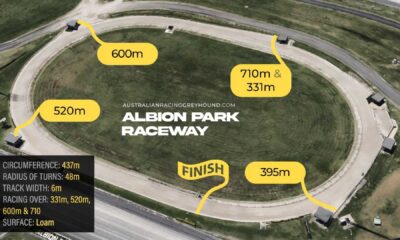 Greyhound Racing At Albion Park Track