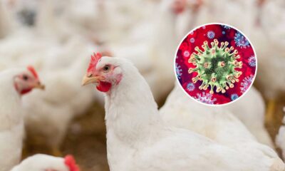 H5n1 Bird Flu Outbreak In Poultry Farms