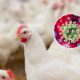 H5n1 Bird Flu Outbreak In Poultry Farms