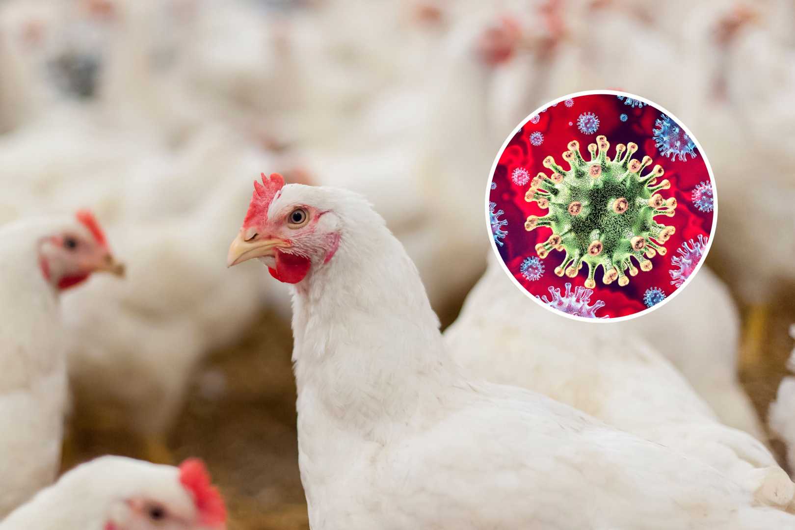 H5n1 Bird Flu Outbreak In Poultry Farms