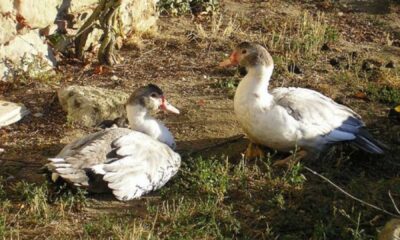 H5n9 Bird Flu Outbreak California Duck Farm