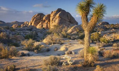 Joshua Tree National Park Desert Landscape