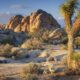 Joshua Tree National Park Desert Landscape