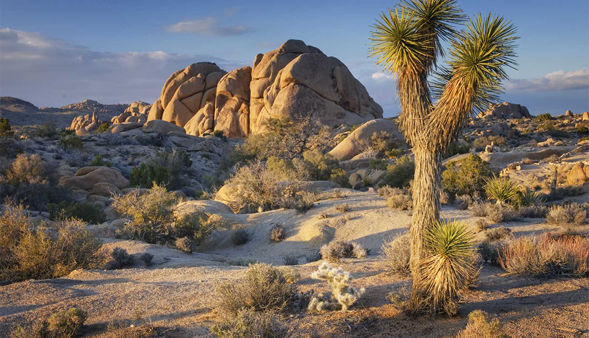 Joshua Tree National Park Desert Landscape