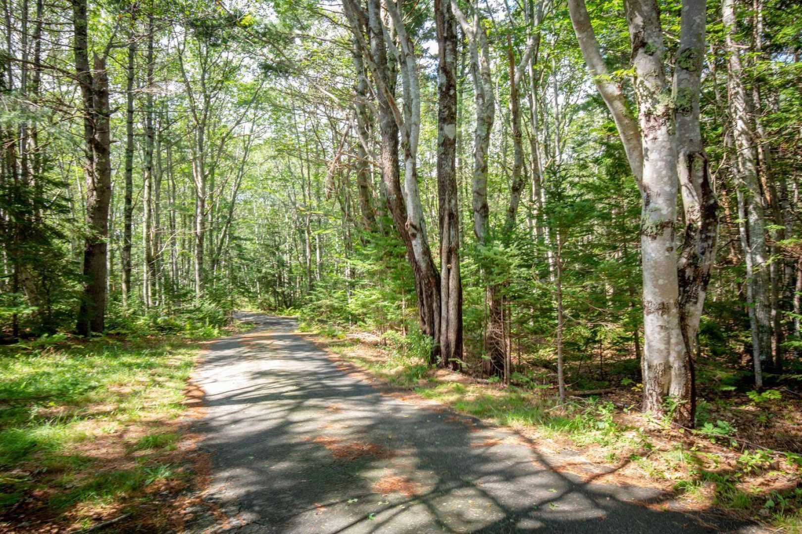 Martha Beck Painting In Pennsylvania Forest