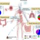 Microplastics In Human Lungs And Colon