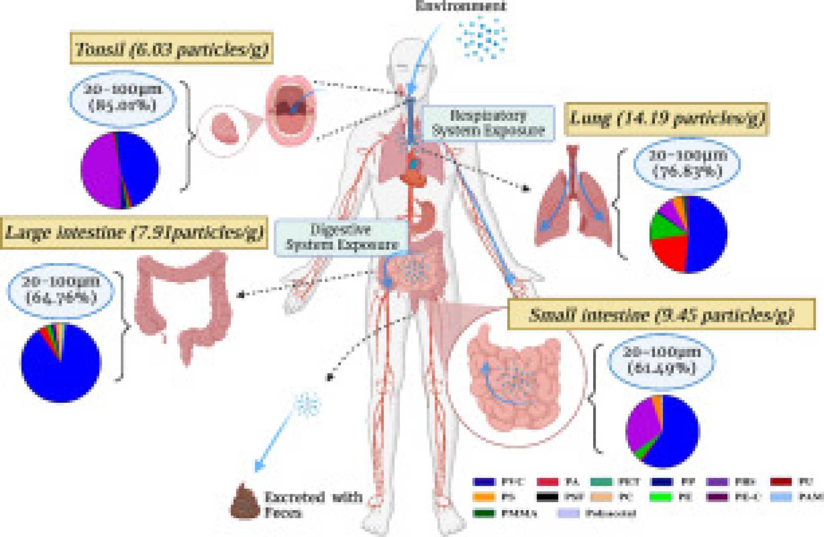 Microplastics In Human Lungs And Colon