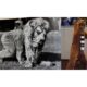 Penn State Nittany Lion Mascot History