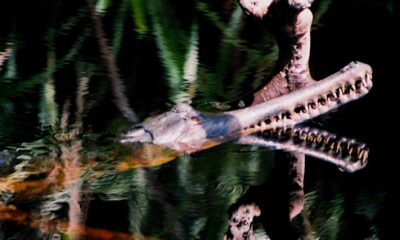 Saltwater Crocodile Barito River Borneo Behavior