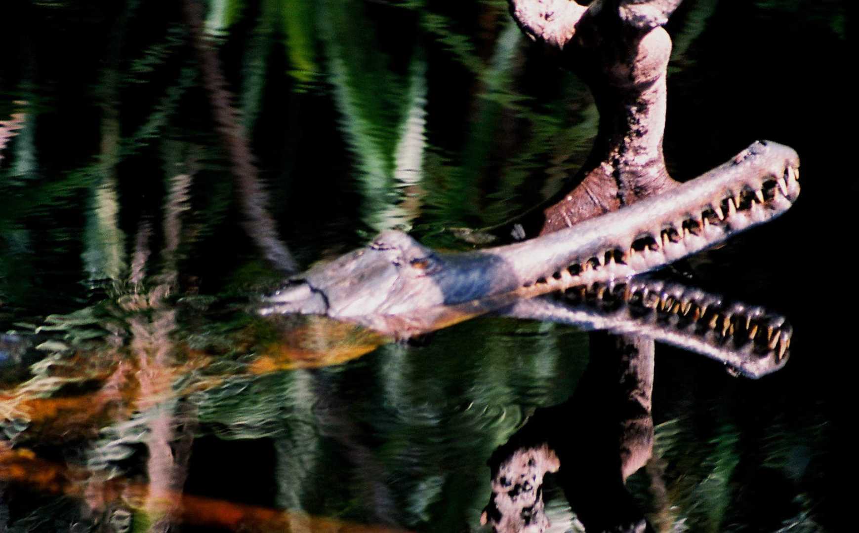 Saltwater Crocodile Barito River Borneo Behavior