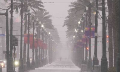 Snow Covered Palm Trees Gulf Coast 2025