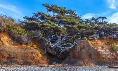 Tree Of Life Olympic National Park Erosion