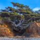 Tree Of Life Olympic National Park Erosion