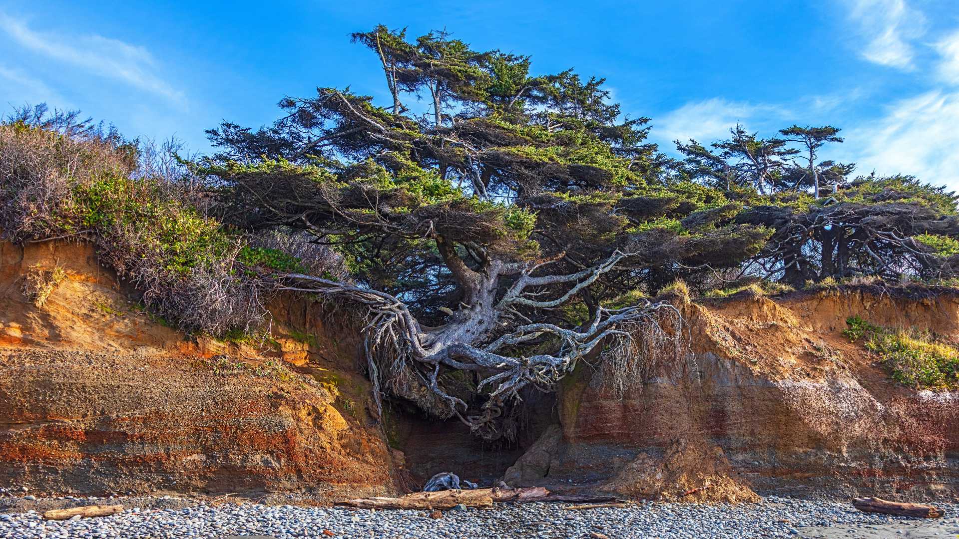 Tree Of Life Olympic National Park Erosion