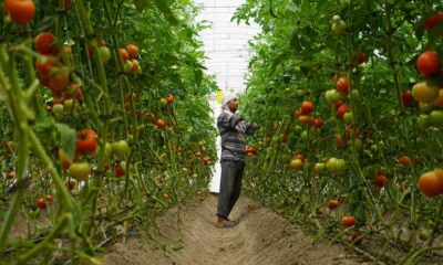 Uzbekistan Agriculture High Yield Crops Farming