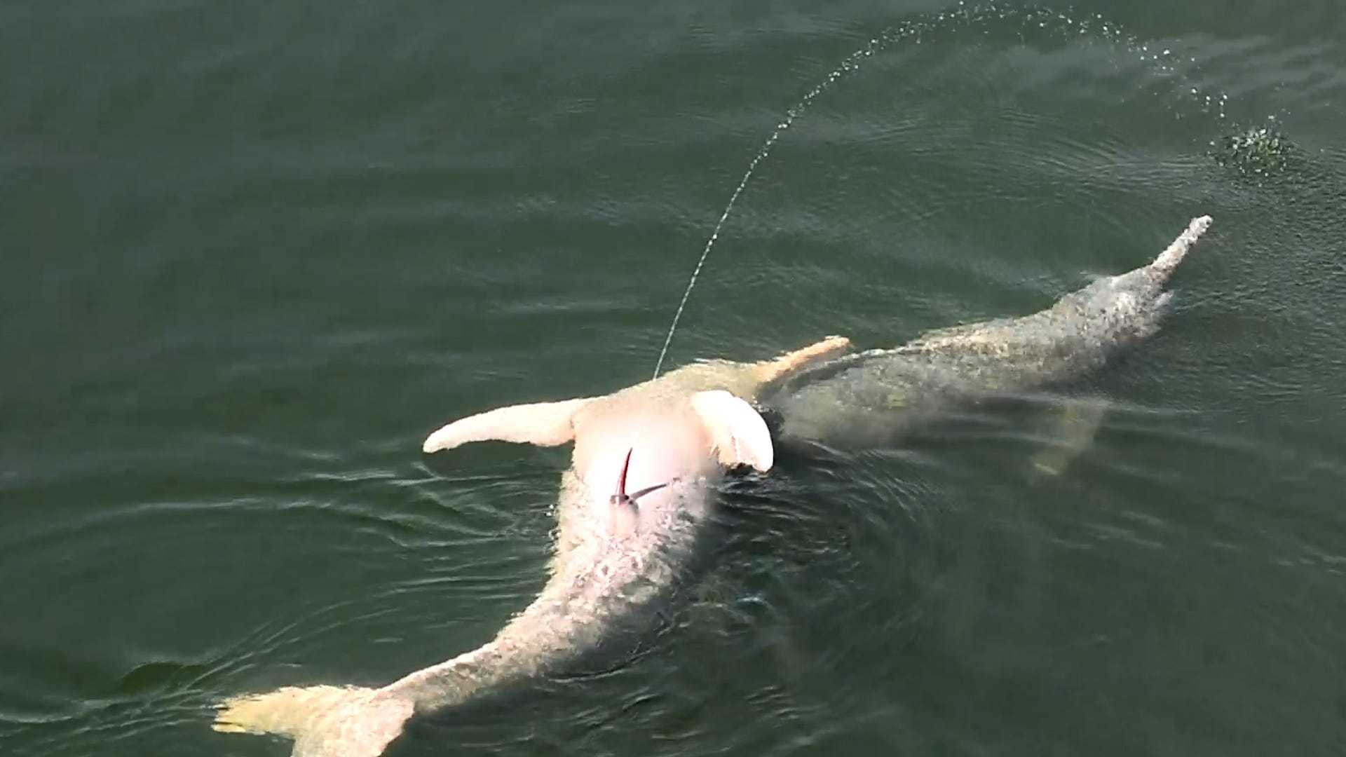 Amazon River Dolphin Aerial Urination Behavior