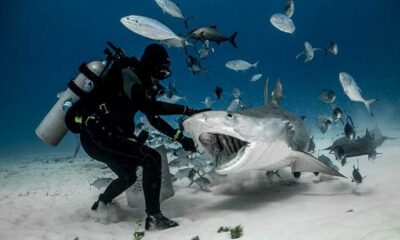 Bimini Bay Bahamas Shark Attack