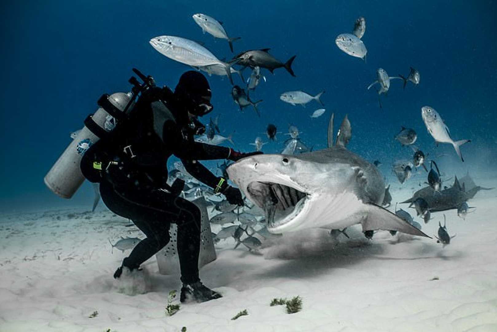 Bimini Bay Bahamas Shark Attack