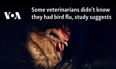 Bird Flu Transmission Veterinary Study