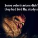 Bird Flu Transmission Veterinary Study