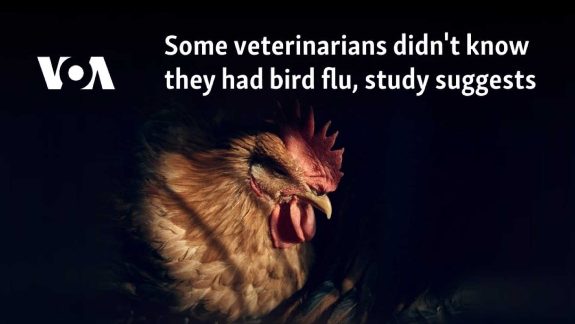 Bird Flu Transmission Veterinary Study