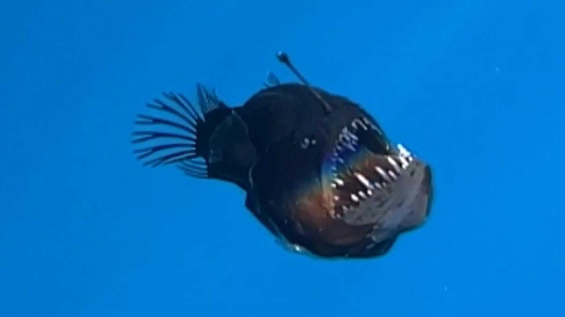 Black Seadevil Anglerfish Swimming Surface