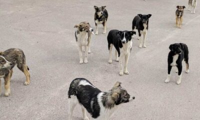 Chernobyl Dogs Genetic Mutation Radiation Study