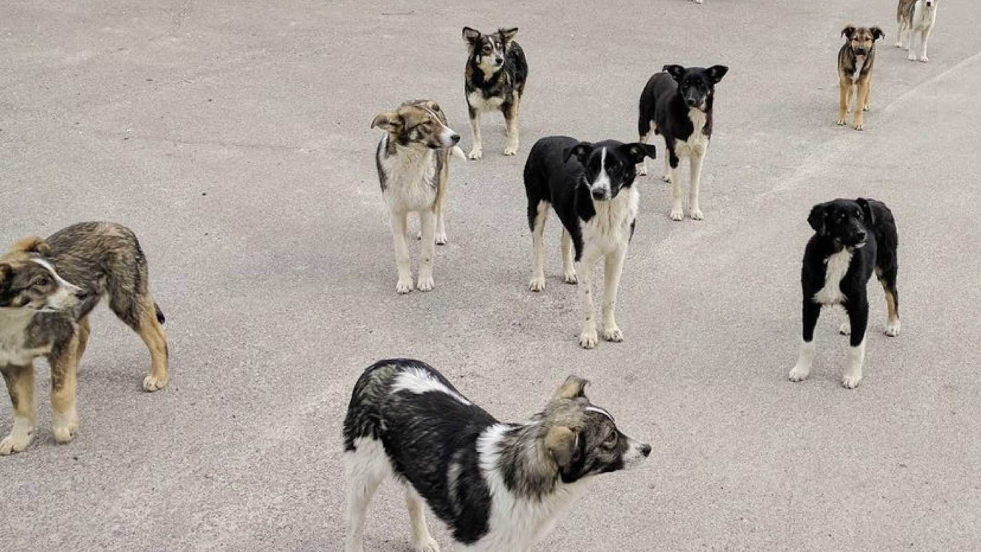 Chernobyl Dogs Genetic Mutation Radiation Study