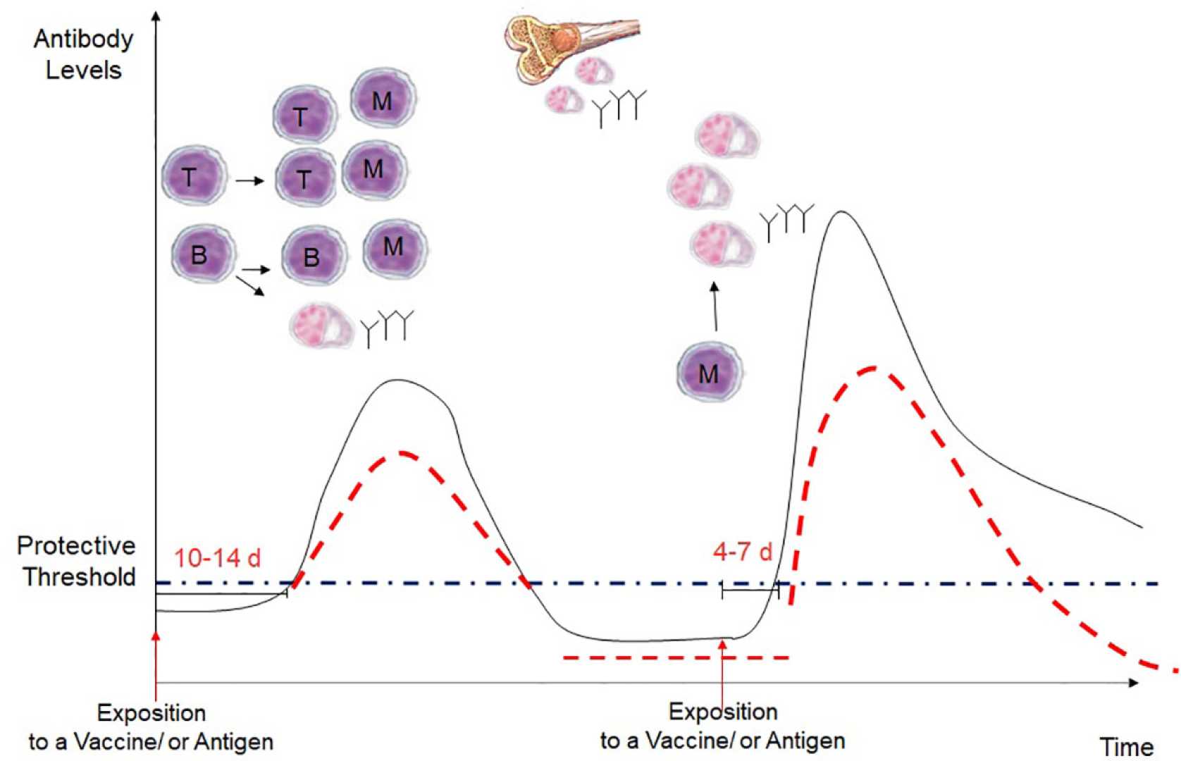 Child Receiving Vaccine, Antibody Levels, Immunity